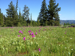 Dodecatheon