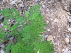 Chamaebatia foliolosa