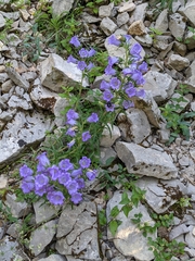 Campanula speciosa