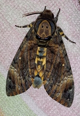Acherontia