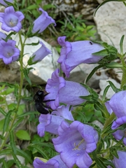 Campanula speciosa