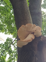 Cerioporus squamosus