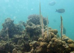 Speckled Shrimpfish photo 5