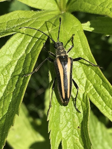 Stenocorus vittiger