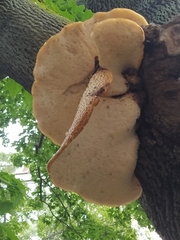 Cerioporus squamosus