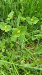Euphorbia angulata