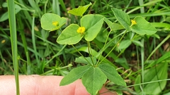 Euphorbia angulata