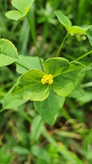 Euphorbia angulata