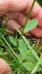 Euphorbia angulata