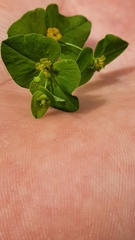 Euphorbia angulata