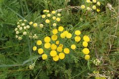 Tanacetum vulgare