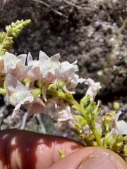 Linaria nivea