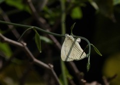 Hesperocharis