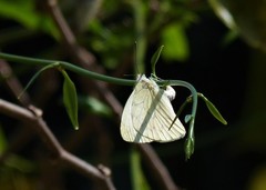 Hesperocharis