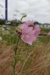 Malva moschata