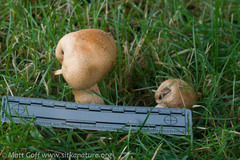 Agaricus smithianus