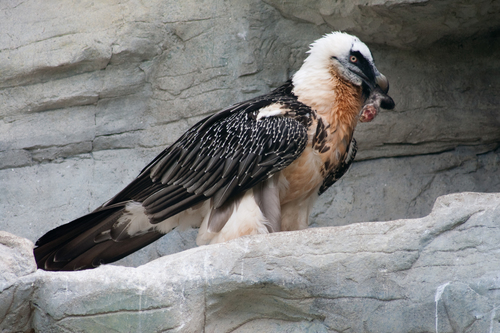 Bearded Vulture