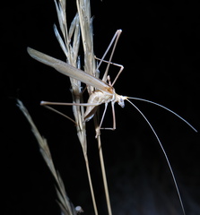 Arethaea brevicauda