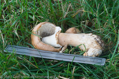 Agaricus smithianus