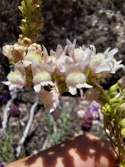 Linaria nivea