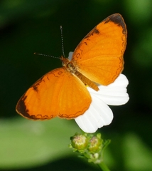 Tegosa anieta