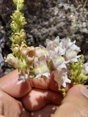 Linaria nivea
