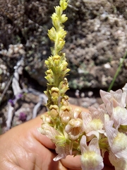 Linaria nivea