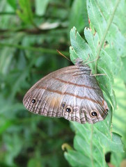 Magneuptychia