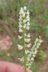 Melilotus albus