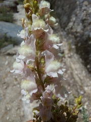 Linaria nivea