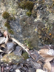 Placynthium asperellum