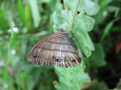 Magneuptychia