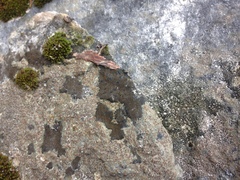 Placynthium asperellum