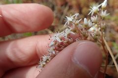 Sedum album