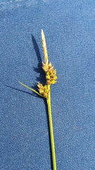 Carex pilulifera