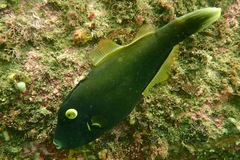 Eubalichthys bucephalus