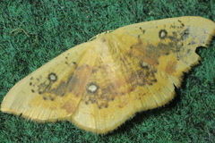 Cyclophora albiocellaria