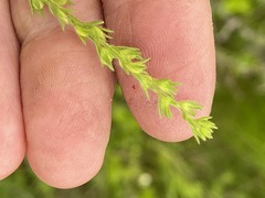 Veronica verna