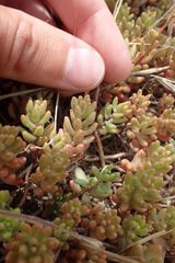 Sedum album