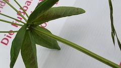 Euphorbia angulata