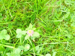 Trifolium hybridum