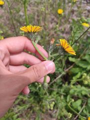 Senecio inaequidens