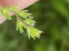 Veronica verna