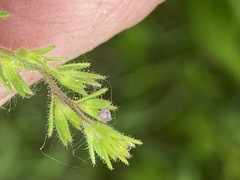 Veronica verna