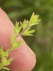 Veronica verna