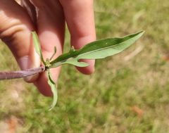 Diplotaxis tenuifolia