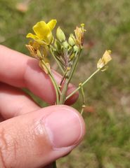 Diplotaxis tenuifolia