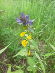 Melampyrum nemorosum