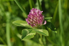 Trifolium pratense