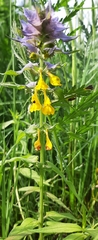 Melampyrum nemorosum